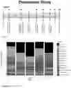 Fig. 33 - Methods for treating inflammatory conditions of the lungs