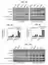 Fig. 05 - COMPOSITIONS AND METHODS TO INDUCE TARGETED APOPTOSIS BY MODULATING PROTEIN TYROSINE PHOSPHATASE 13 (PTPN13)