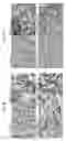 Fig. 08 - COMPOSITIONS AND METHODS TO INDUCE TARGETED APOPTOSIS BY MODULATING PROTEIN TYROSINE PHOSPHATASE 13 (PTPN13)