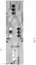 Fig. 06 - Magnetic separation using nanoparticles