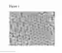 Fig. 04 - Multi-channel direct-deposit assembly method to high-throughput synthesize three-dimensional macroporous/mesoporous material array