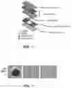 Fig. 03 - Magnetic separation filters for microfluidic devices