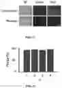 Fig. 10 - Magnetic separation filters for microfluidic devices