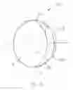 Fig. 10 - Container with closure arrangement restricting spillage