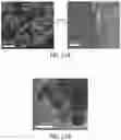 Fig. 33 - Compositions comprising a plurality of discrete nanostructures and related articles and methods