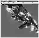 Fig. 01 - Organic materials with special optical effects