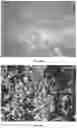 Fig. 10 - Organic materials with special optical effects