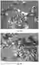 Fig. 14 - Organic materials with special optical effects