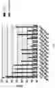 Fig. 02 - Nanoluc suicide substrates