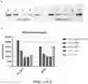 Fig. 19 - Nanoluc suicide substrates