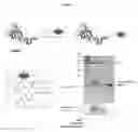 Fig. 16 - Means and methods for site-specific functionalization of polypeptides
