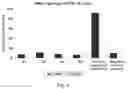 Fig. 07 - Anti-microbial peptides and method for designing novel anti-microbial peptides