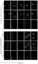 Fig. 12 - Cell penetrating peptides with improved internalization properties