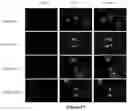 Fig. 13 - Cell penetrating peptides with improved internalization properties