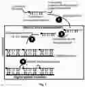 Fig. 02 - Template-directed PNA synthesis process and PNA targeting compounds