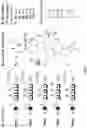 Fig. 04 - Template-directed PNA synthesis process and PNA targeting compounds