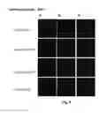 Fig. 07 - NOVEL TRANSPORTER CONSTRUCTS AND TRANSPORTER CARGO CONJUGATE MOLECULES