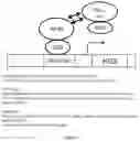 Fig. 07 - POLYPEPTIDES FOR ENGINEERING INTEGRASE CHIMERIC PROTEINS AND THEIR USE IN GENE THERAPY