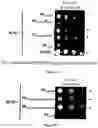 Fig. 09 - POLYPEPTIDES FOR ENGINEERING INTEGRASE CHIMERIC PROTEINS AND THEIR USE IN GENE THERAPY