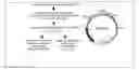 Fig. 01 - Method for preparing cells expressing Nef-fusion proteins associated with exosomes