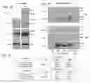 Fig. 02 - Method for preparing cells expressing Nef-fusion proteins associated with exosomes