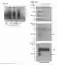 Fig. 11 - Method for preparing cells expressing Nef-fusion proteins associated with exosomes