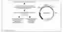 Fig. 01 - COMPOSITIONS AND METHODS FOR EXOSOME TARGETED EXPRESSION