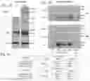 Fig. 02 - COMPOSITIONS AND METHODS FOR EXOSOME TARGETED EXPRESSION