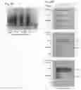 Fig. 11 - COMPOSITIONS AND METHODS FOR EXOSOME TARGETED EXPRESSION