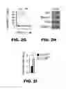 Fig. 06 - AP4 and methods of promoting T cell activation