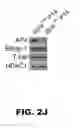 Fig. 07 - AP4 and methods of promoting T cell activation