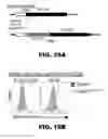 Fig. 71 - AP4 and methods of promoting T cell activation