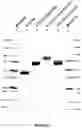 Fig. 09 - Multi-Specific Molecules