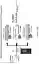 Fig. 33 - Method of reducing tumor relapse rate in immunotherapy by administration of lenzilumab