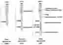 Fig. 01 - CD47-CAR-T cells