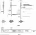 Fig. 02 - CD47-CAR-T cells
