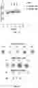 Fig. 06 - CD47-CAR-T cells