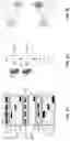 Fig. 06 - Cell engaging binding molecules
