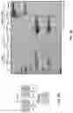 Fig. 07 - Cell engaging binding molecules
