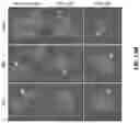 Fig. 44 - Cell engaging binding molecules