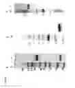 Fig. 02 - MULTIMERIC CD40 BINDING MOLECULES AND USES THEREOF