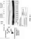 Fig. 06 - PRODUCTION METHOD FOR NONCYCLIC PEPTIDE-NUCLEIC ACID COMPLEX HAVING, AT N-TERMINAL, AMINO ACID WITH THIOL GROUP NEAR AMINO GROUP, LIBRARY THEREOF, AND CYCLIC PEPTIDE-NUCLEIC ACID COMPLEX LIBRARY DERIVED FROM SAME