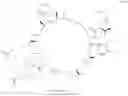 Fig. 149 - PRODUCTION METHOD FOR NONCYCLIC PEPTIDE-NUCLEIC ACID COMPLEX HAVING, AT N-TERMINAL, AMINO ACID WITH THIOL GROUP NEAR AMINO GROUP, LIBRARY THEREOF, AND CYCLIC PEPTIDE-NUCLEIC ACID COMPLEX LIBRARY DERIVED FROM SAME