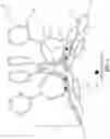 Fig. 02 - Dendrimeric metallacrowns