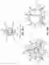 Fig. 25 - Dendrimeric metallacrowns