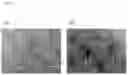 Fig. 33 - Pluripotent stem cell production system