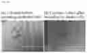 Fig. 40 - Pluripotent stem cell production system