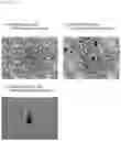 Fig. 44 - Pluripotent stem cell production system