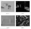Fig. 06 - MULTIPOTENT ADULT STEM CELLS: CHARACTERIZATION AND USE