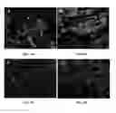 Fig. 08 - MULTIPOTENT ADULT STEM CELLS: CHARACTERIZATION AND USE
